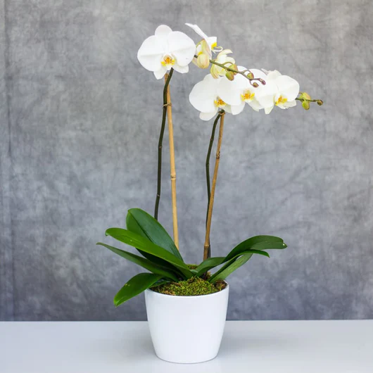 Phalenopsis alb in ceramica livrare flori mures